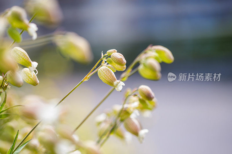 膀胱炎(silene vulgaris)